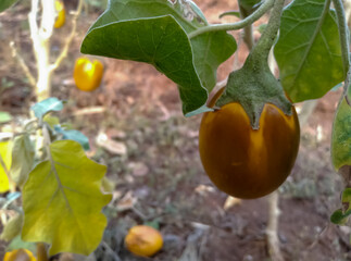 Ripe yellow eggplants are on the eggplant plant in agriculture farm