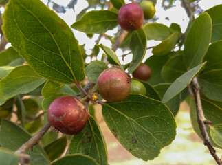 Flacourtia indica fruits in the jungle