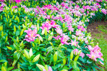 Beautiful pink lily botanical outdoor garden flower blooming - 774925169