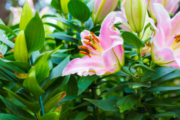 Beautiful pink lily botanical outdoor garden flower blooming