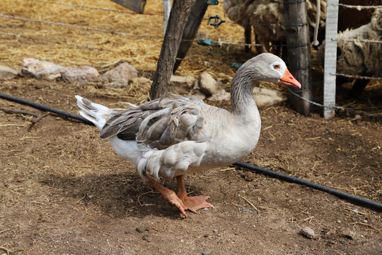 Goose with gray and white plumage and light blue eyes walking on a farm with sheep corral in the background. Domestic bird. Poultry and livestock farming. Poultry industry.