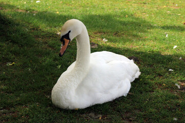 White swan on green grass. The mute swan, Cygnus olor