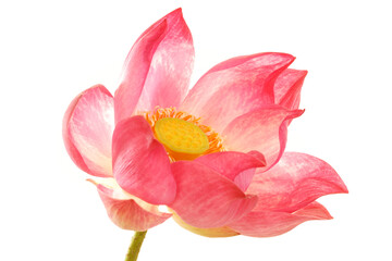 Obraz na płótnie Canvas lotus flower