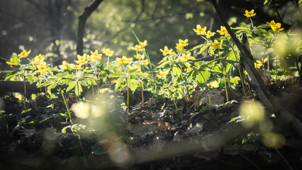 yellow flowers in natural lights