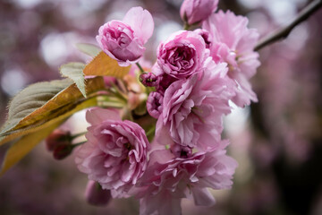 pink flowers in bloom