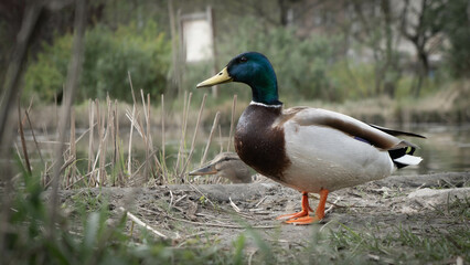 Obraz premium duck on the shore of the lake