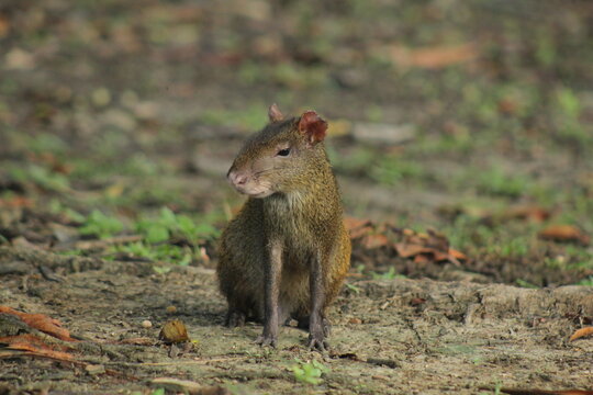 cutia sentada em grama olhando para o lado 