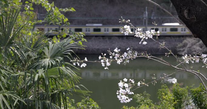 お濠の縁に咲く白い桜。背景に電車が通過する風景。