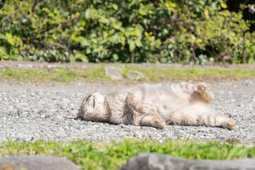 自然公園砂利の上でごろごろしながら大きなあくびをしたり伸びをしてるサバトラ柄の野良猫