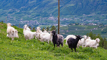 Ziegenherde auf einem Südtiroler Bergbauernhof