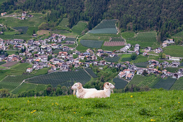 Ziegenherde auf einem Südtiroler Bergbauernhof