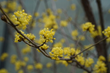 Cornus officinalis yellow flowers on a tree in spring