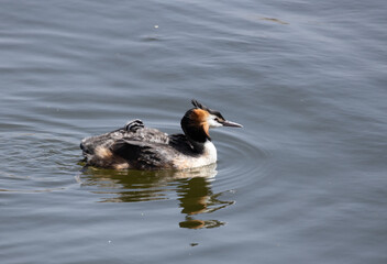 Fototapeta premium duck, water, bird, nature, lake, wildlife, animal, swimming, pond, mallard, feather, birds, wild, swim, beak, waterfowl, river, blue, grebe, ducks, reflection, brown, feathers, wing