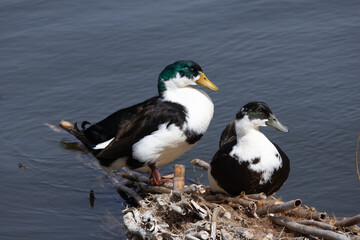 duck, water, bird, nature, lake, wildlife, animal, swimming, pond, mallard, feather, birds, wild, swim, beak, waterfowl, river, blue, grebe, ducks, reflection, brown, feathers, wing
