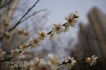 plum blossom in the spring, closeup of white flowers