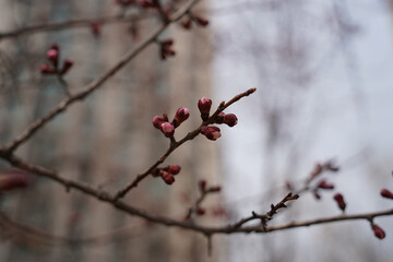 In spring, buds sprout on cherry blossom branches.