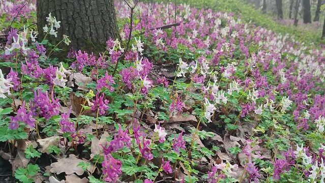 Lilac, white and violet fumewort flowers in early spring forest in Kyiv botanical garden