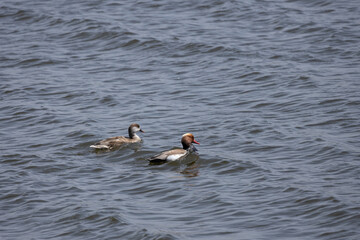 duck, water, bird, nature, lake, wildlife, animal, swimming, pond, mallard, feather, birds, wild, swim, beak, waterfowl, river, blue, grebe, ducks, reflection, brown, feathers, wing