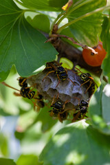 Aspen nest in a gold currant bush at close range.