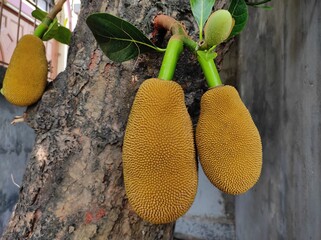 Delicious and organic Jack fruits are hanging on the tree