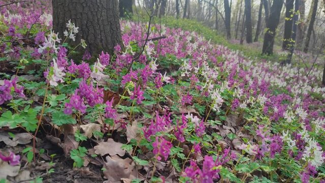 Lilac, white and violet fumewort flowers in early spring forest in Kyiv botanical garden