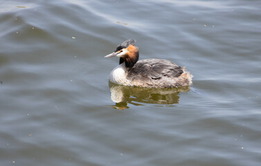 duck, water, bird, nature, lake, wildlife, animal, swimming, pond, mallard, feather, birds, wild, swim, beak, waterfowl, river, blue, grebe, ducks, reflection, brown, feathers, wing