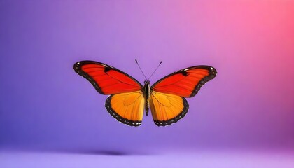 Fototapeta na wymiar A colorful butterfly (77)