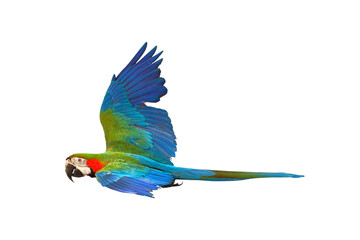 Colorful flying Harlequin Macaw parrot isolated on transparent background png file	