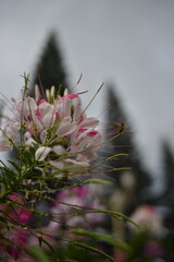 Spiny spiderflower after the rain in a park of Da Lat, Viet Nam.