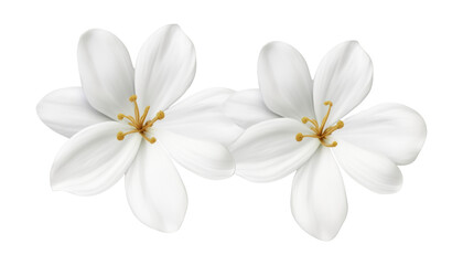 two white frangipani flowers isolated on transparent background cutout