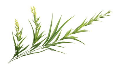 green grass plant isolated on transparent background cutout