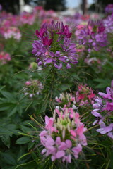 Obraz premium Spiny spiderflower after the rain in a park of Da Lat, Viet Nam.
