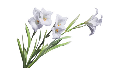 white crocus flowers isolated on transparent background cutout