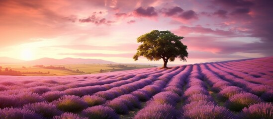 A scenic view of a solitary tree standing in the center of a beautiful lavender field, surrounded...
