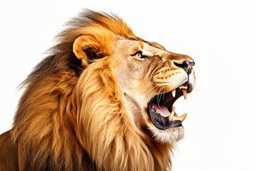 A lion with its mouth open wide, showcasing its impressive teeth and powerful roar.