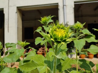 Naklejka na ściany i meble Blooming Sunflower flowers on the plant