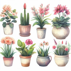collage of flowers in pots flower, plant, pot, spring, blossom, nature, hyacinth, pink, bloom, flowers, isolated, garden,  