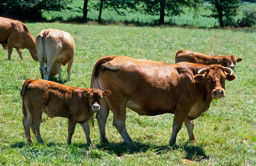 Vache, femelle et jeune, race Limousine