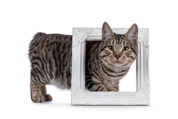 Gorgeous young Kurilian Bobtail cat kitten, standing through white image frame. Looking towards camera. isolated on a white background.