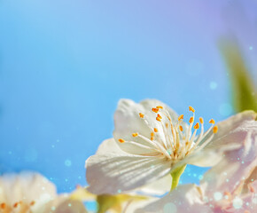 fragile white flower of cherry, apple tree in flowering season. close-up