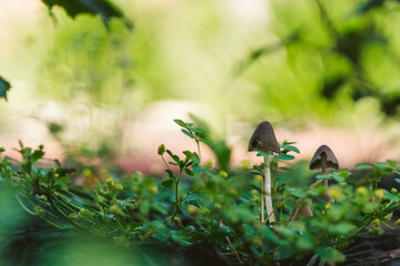 Beautiful Flower in Garden Macro Photography Bees Serenity Calming Holistic
