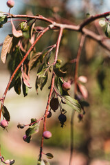 Beautiful Flower in Garden Macro Photography Bees Serenity Calming Holistic