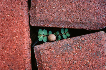 Beautiful Flower in Garden Macro Photography Bees Serenity Calming Holistic