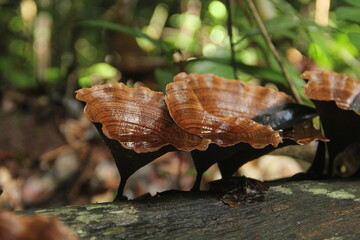 fungos em floresta amazônica no amapá 
