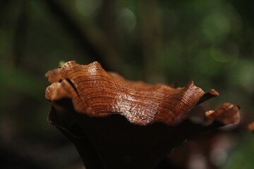 fungos em floresta amazônica no amapá 