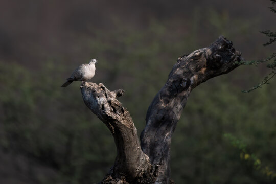 Eurasian collared dove, collared dove or Turkish dove or Streptopelia decaocto observed in Jhalana Leopard Reserve in Rajasthan