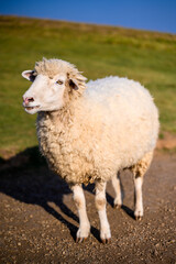 Obraz premium Sheep in a meadow on green grass of farmland 