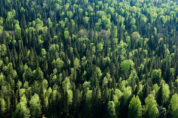 spring bright green forest top view from the mountain