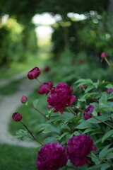 Amaranth peonies on bokeh green garden background, blooming peonies flowers in summer garden, by manual Helios lens, swirly bokeh.