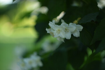 Sweet mock flowers closeup on bokeh green garden background, jasmine shrub blooming, bokeh...